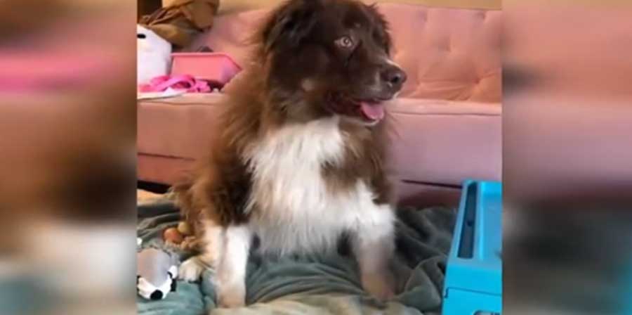 Pur non parlando con il nonno da sei anni, Ashton Hart ha deciso di prendersi cura del suo cane Oatmilk Latte, evitando che venisse abbattuto dopo la morte dell’anziano. Ora il quattro zampe ha una nuova famiglia pronta ad amarlo.