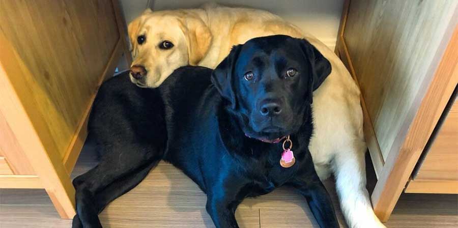 La storia di Lily e Kinley, due Labrador che si supportano a vicenda e aiutano la loro proprietaria Bridget, sta commuovendo il web e diventando un esempio di inclusione e sensibilità verso la disabilità.