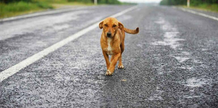 La vigilia di Natale una ragazza della California ha salvato sette cani abbandonati lungo un’autostrada di montagna, trasformando la sua casa in un rifugio pieno di caos, amore e seconde possibilità.