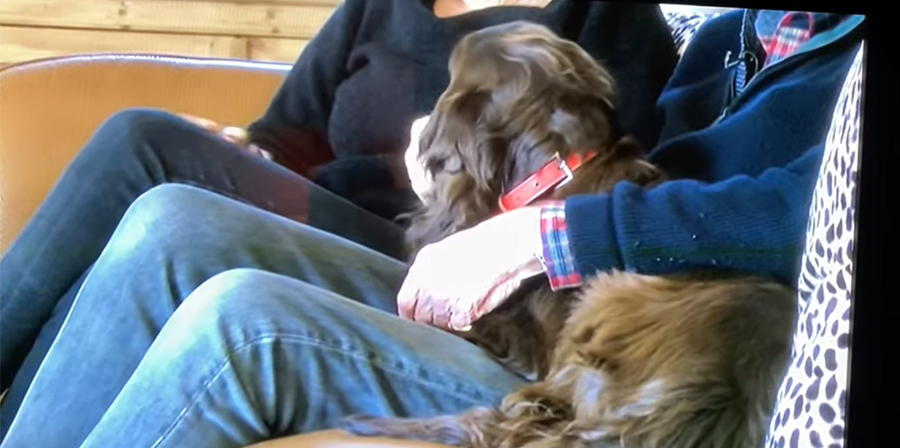 La Cocker Spaniel Cassie, sottratta otto anni fa nel Sussex, è stata ritrovata con tre cuccioli durante una perquisizione della Polizia locale e finalmente riconsegnata alla famiglia.