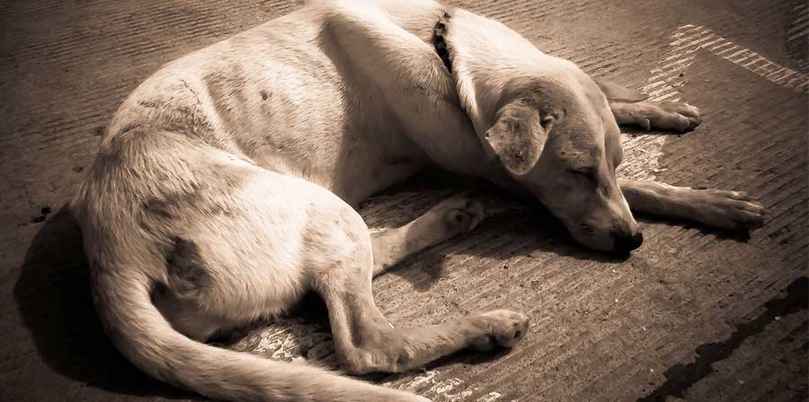 Un cucciolo di cane è stato trovato addormentato su una statua del Cristo in una chiesa brasiliana. Il sacerdote ha celebrato la messa senza svegliarlo.