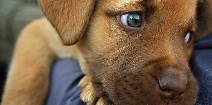 Maratoneta salva un cucciolo durante la gara e lo porta fino al traguardo In Thailandia, l’atleta Khemjira Klongsanum, 43 anni, interrompe la corsa per salvare un cucciolo impaurito e conclude la maratona stringendolo tra le braccia. L’incontro dopo 11 chilometri di corsa Il gesto è avvenuto durante una maratona disputata in Thailandia, quando Khemjira Klongsanum, atleta 43enne, aveva già percorso circa 11 chilometri di gara. Lungo il percorso, sul ciglio della strada, ha notato un cucciolo visibilmente spaventato e disorientato. L’animale si trovava in una posizione pericolosa, esposto al passaggio continuo dei corridori e al rischio di essere urtato o calpestato. Senza esitazione, Khemjira Klongsanum si è fermata, ha preso il cucciolo in braccio e ha deciso di continuare la corsa insieme a lui. Una scelta istintiva, dettata dalla necessità di proteggere l’animale e di portarlo in un luogo sicuro, anche a costo di modificare l’andatura e la concentrazione di gara. Il video che racconta il gesto e fa il giro del web La scena è stata ripresa in un video che in breve tempo ha iniziato a circolare sui social network. Nelle immagini si vede Khemjira Klongsanum correre con il cucciolo tra le braccia, sorridente, mentre prosegue verso il traguardo. Il filmato ha suscitato reazioni immediate, diventando virale e raccogliendo migliaia di condivisioni. Il gesto è stato interpretato come un esempio di attenzione e rispetto verso gli animali, capace di andare oltre la competizione sportiva. Nonostante la fatica accumulata dopo chilometri di corsa, l’atleta non ha mai posato il cucciolo, accompagnandolo fino alla fine della maratona senza mai perderlo di vista. Dal traguardo all’adozione definitiva Una volta giunta al traguardo, Khemjira Klongsanum ha cercato di capire da dove provenisse il cucciolo. Ha chiesto informazioni, nel tentativo di rintracciare eventuali proprietari, ma senza successo. A quel punto ha deciso di occuparsi personalmente dell’animale. Il cucciolo è stato portato da un veterinario per una visita di controllo, risultando in buone condizioni generali. Non avendo individuato nessuno che potesse reclamarlo, l’atleta ha scelto di adottarlo. Il cane è stato chiamato Chombueng, in omaggio alla maratona durante la quale è stato trovato. Oggi Chombueng vive con la sua nuova proprietaria e riceve cure, attenzioni e affetto. Una storia nata per caso lungo una strada di gara e conclusa con una nuova vita, che ha trasformato una competizione sportiva in un gesto destinato a restare impresso ben oltre il cronometro.