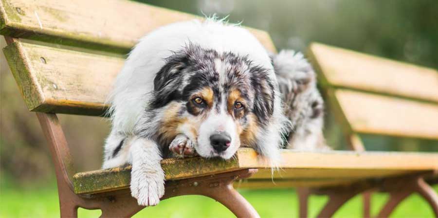 A Farra di Soligo, in provincia di Treviso, una cagnolina percorre chilometri per tornare nel luogo simbolo della vita con i suoi proprietari, scomparsi a pochi giorni di distanza.