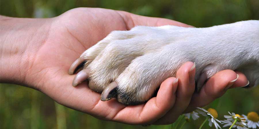 A Houston, in Texas, un cane di montagna dei Pirenei perde la vita dopo aver difeso la sua famiglia da un adolescente armato, evitando una strage durante una festa di compleanno.