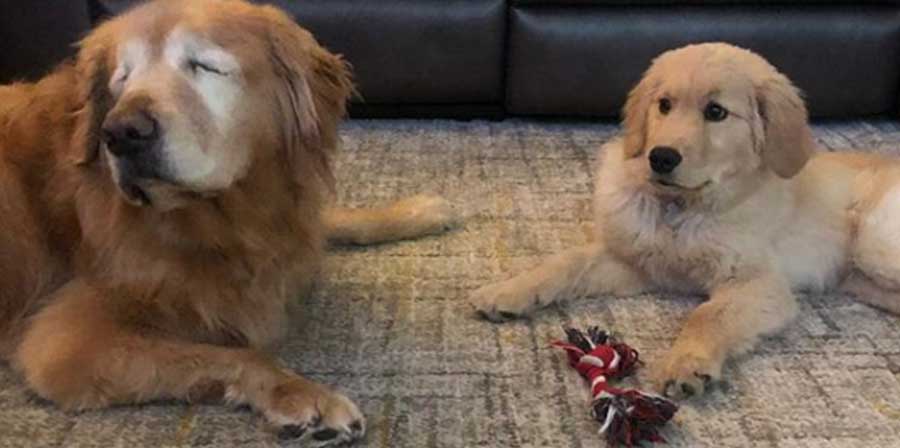 Dal North Carolina, negli Stati Uniti, arriva la storia di due Golden Retriever: un cucciolo che accompagna e guida un cane di 11 anni rimasto cieco a causa di una grave malattia.