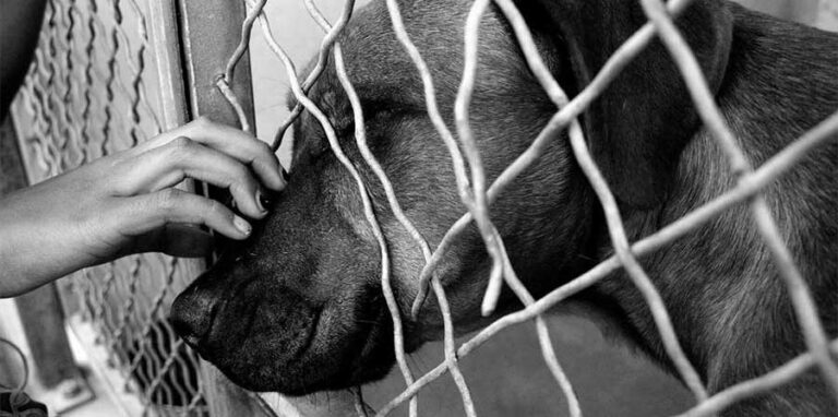 Negli Stati Uniti, un uomo senza fissa dimora visita ogni giorno i suoi cani rinchiusi in canile, convinto di doverli perdere per sempre, finché un gesto inatteso cambia il loro destino.