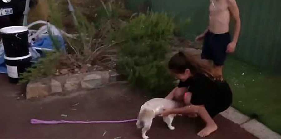 Scomparso nel 2018, Gucci, cagnolino di Perth, viene ritrovato a pochi chilometri da casa: l’incontro con la famiglia dopo due anni emoziona il web.