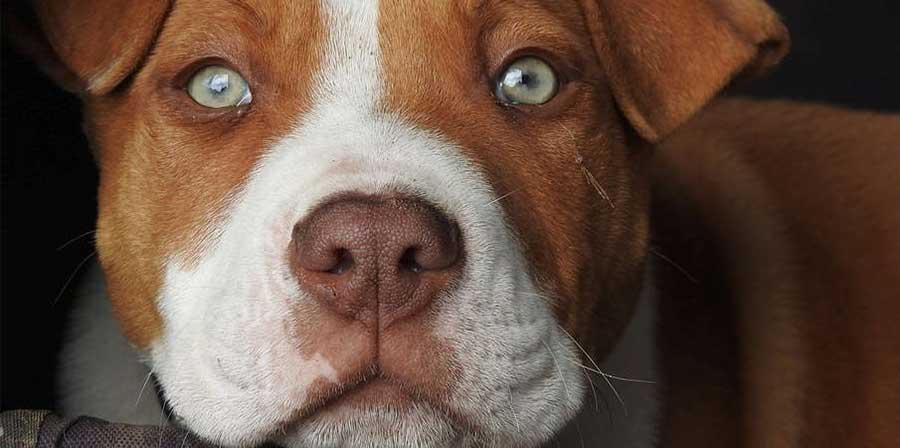 In Florida, un bambino scomparso viene ritrovato illeso grazie a Buddy, un Pit Bull che lo ha protetto per ore nel bosco, sfidando paura e solitudine.