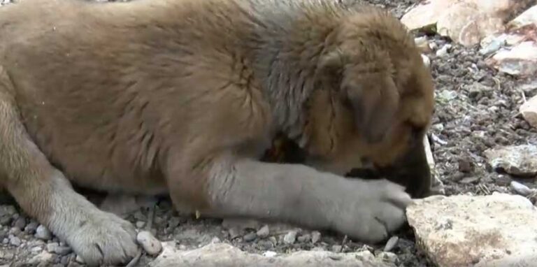 In Turchia, un bambino di 10 anni ha rischiato la vita calandosi in un pozzo petrolifero per salvare un cucciolo intrappolato, diventando simbolo di coraggio e altruismo.