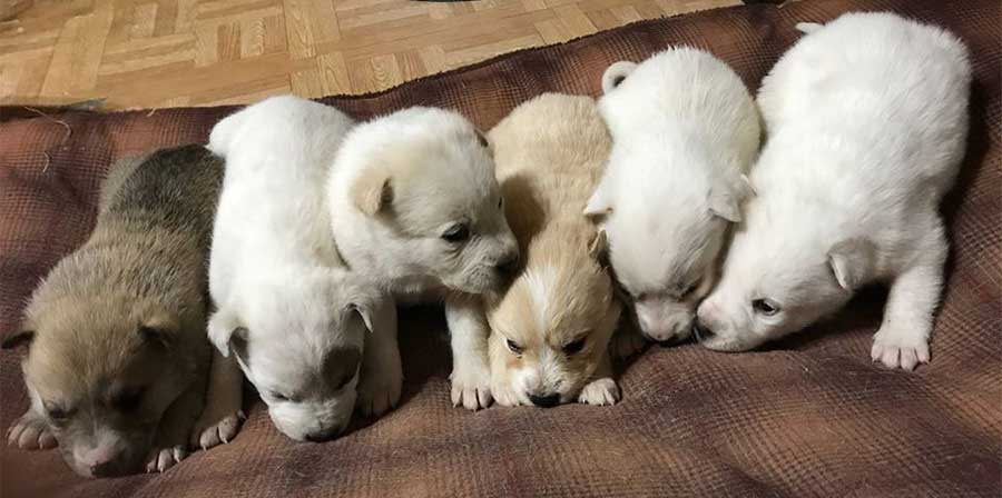 Nel Minnesota Nord-Occidentale, una cagnolina randagia ha protetto sei cuccioli scavando una tana nella neve e scaldandoli col corpo, sfidando freddo e fame.