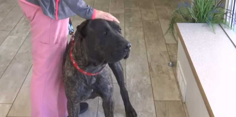 Una Pit Bull di otto mesi si accorge che il proprietario non respira, sveglia la moglie e permette l’arrivo dei soccorsi, evitando conseguenze irreversibili.