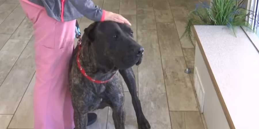 Una Pit Bull di otto mesi si accorge che il proprietario non respira, sveglia la moglie e permette l’arrivo dei soccorsi, evitando conseguenze irreversibili.