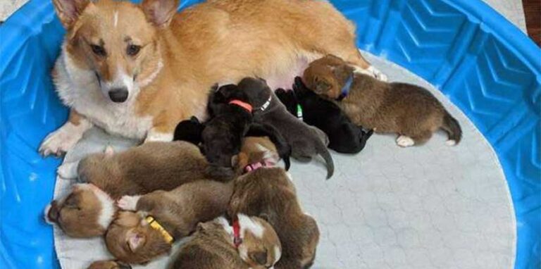 Salvata da un canile del Minnesota, Sara, una Corgi, accoglie e allatta anche quattro cuccioli di Pit Bull trovati in un edificio abbandonato, diventando per loro una vera mamma.