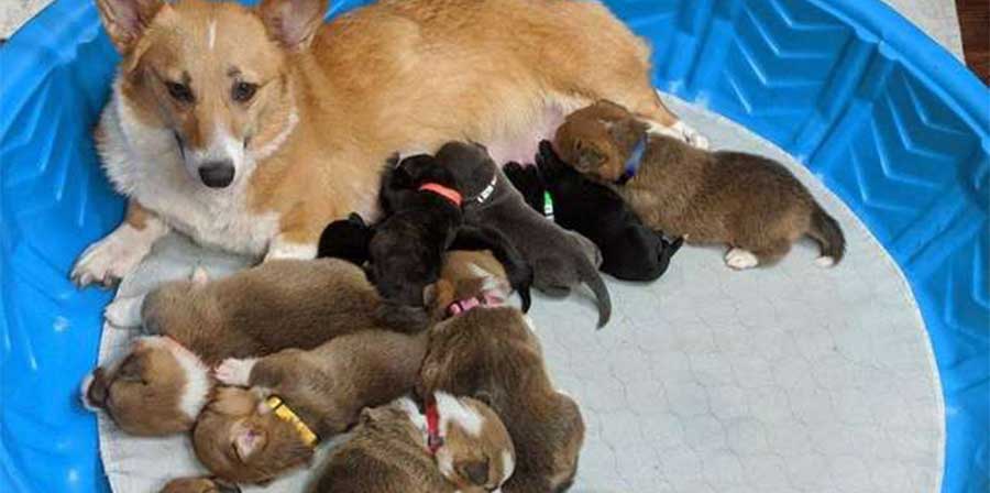 Salvata da un canile del Minnesota, Sara, una Corgi, accoglie e allatta anche quattro cuccioli di Pit Bull trovati in un edificio abbandonato, diventando per loro una vera mamma.