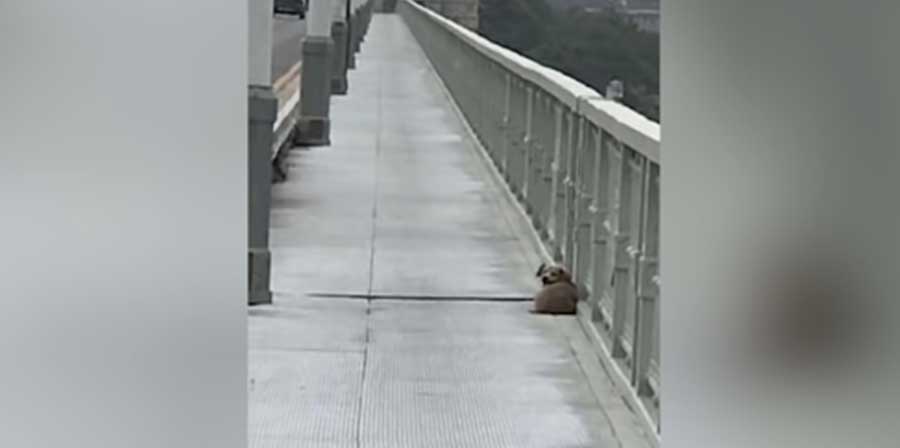 A Wuhan, in Cina, un cane ha atteso per giorni sul ponte Yangtze dopo aver visto il proprietario gettarsi nel fiume. La storia commuove il web.