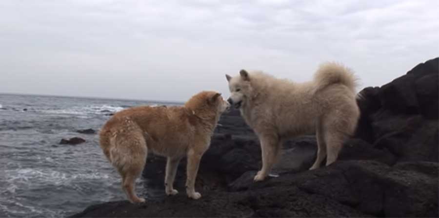 Abbandonato dal destino, Noorung ha atteso per 365 giorni su uno scoglio della Corea del Sud il ritorno dei suoi anziani proprietari, portati via per malattia.