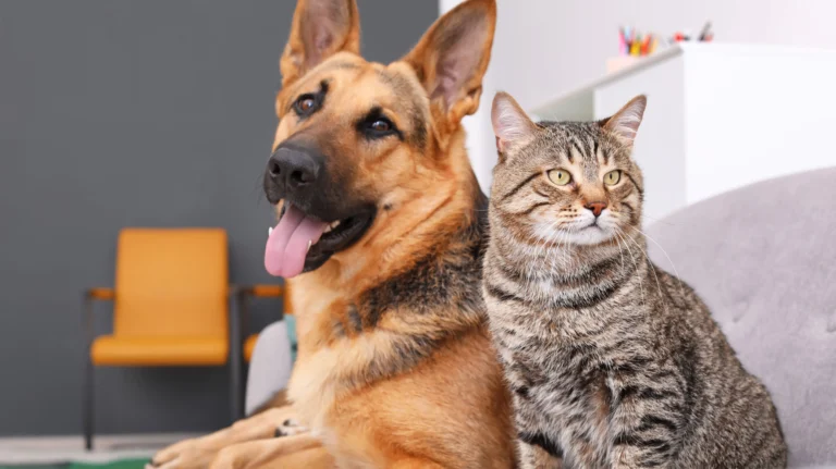 Dopo la perdita del loro animale, una coppia vive mesi di vuoto. Una visita al canile porta all’adozione congiunta di un cane e un gatto legati da un rapporto indissolubile.