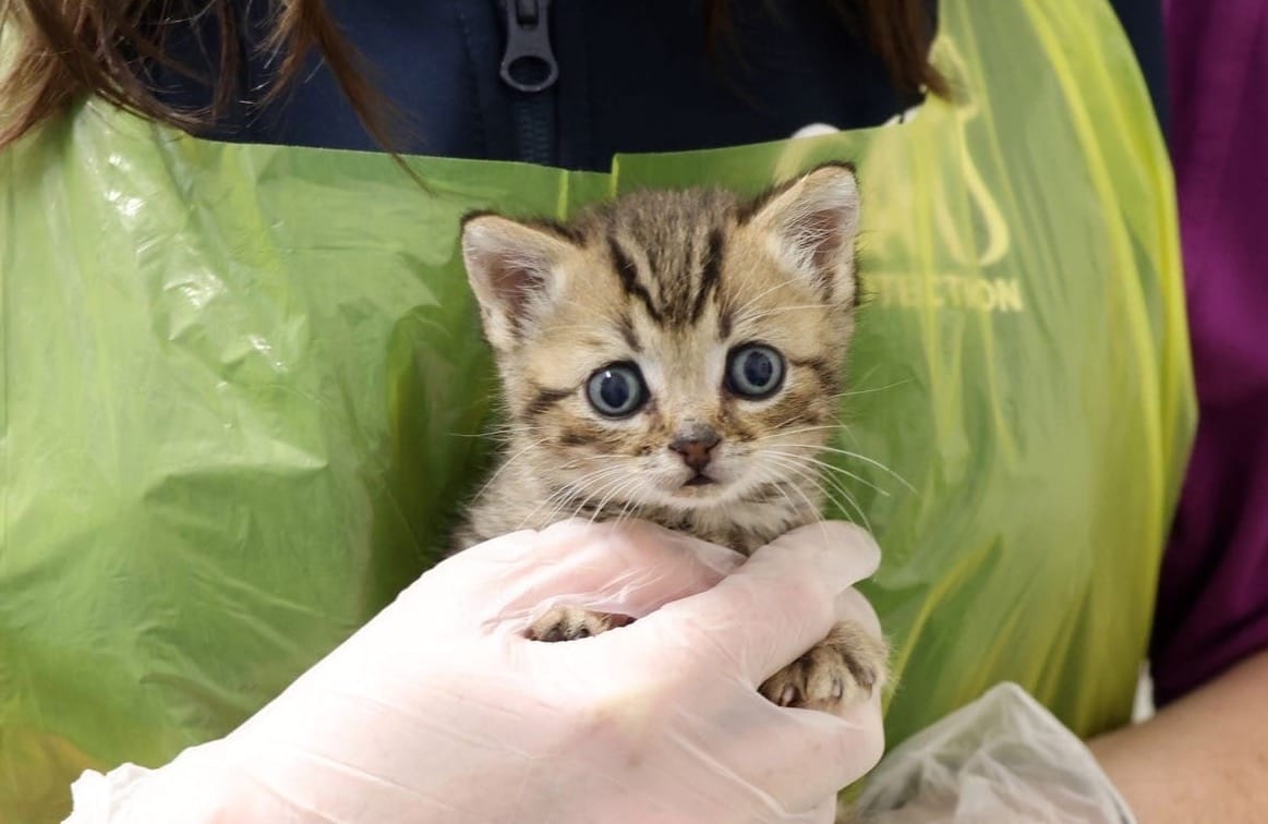 Un gattino fragile e invisibile rischiava di non avere futuro. L’incontro con Lisa interrompe un’attesa che sembrava già finita e apre a una possibilità concreta di vita.