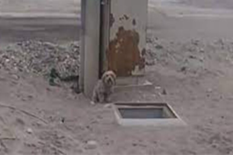 Il cileno Willians Mollo Flores salva due cani fratelli dopo averne trovato uno caduto in una buca, permettendo poi la loro adozione insieme.