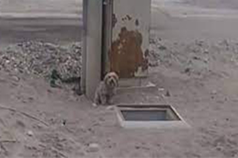 Il cileno Willians Mollo Flores salva due cani fratelli dopo averne trovato uno caduto in una buca, permettendo poi la loro adozione insieme.