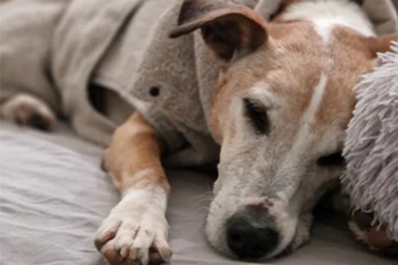 Abbandonata a quattro settimane, rifiutata e dimenticata per tredici anni in un rifugio, Irma oggi vive a Helsinki grazie a una volontaria che ha scelto di cambiarle il destino.