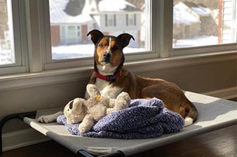 Dexter fugge dalla pensione e percorre oltre tre chilometri per tornare a casa, bussando alla porta mentre i proprietari erano in viaggio a Las Vegas.