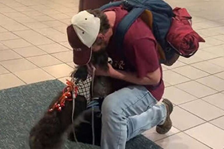 Il cane da assistenza Angus è tornato a casa dopo sette mesi grazie al microchip, dopo che il suo proprietario Dean Hamilton aveva speso tutti i risparmi e dormito in auto per cercarlo in California.