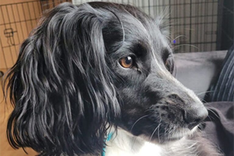 La Springer Spaniel Poppy individua un crollo glicemico nel bambino Thomas a South Ockendon, allertando la famiglia e permettendo un intervento immediato.