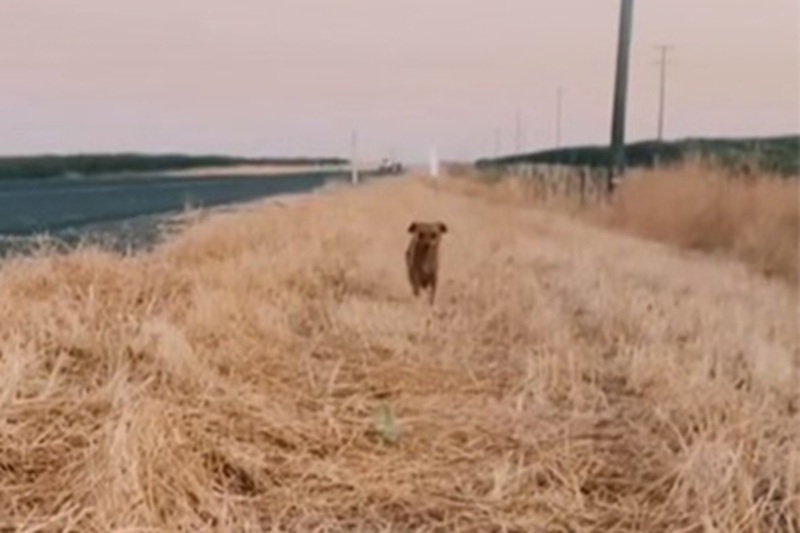 La cagnolina Kevin, trovata impaurita in mezzo al traffico a Garden Grove, viene salvata da Megan Mannarelli-Martin e dal marito, gestori del Rafiki’s Rescue.