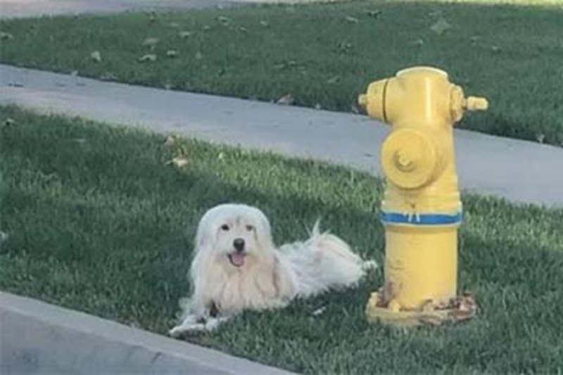 Thunder, un cagnolino bianco abbandonato vicino a un idrante, è rimasto per giorni nello stesso punto aspettando invano il suo proprietario. Ora è salvo.