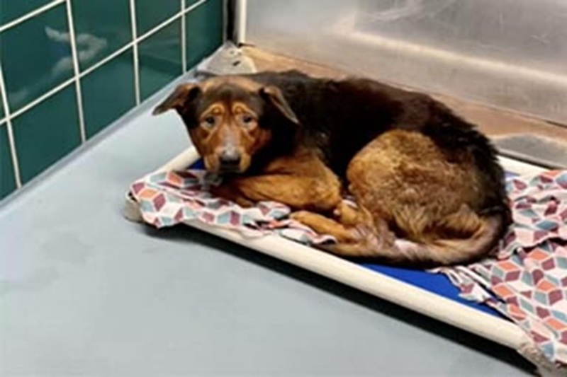 L’anziano cane Bear, 11 anni, inserito nella lista degli animali non adottabili in un rifugio del Texas, è stato salvato all’ultimo minuto grazie all’intuizione di una volontaria.