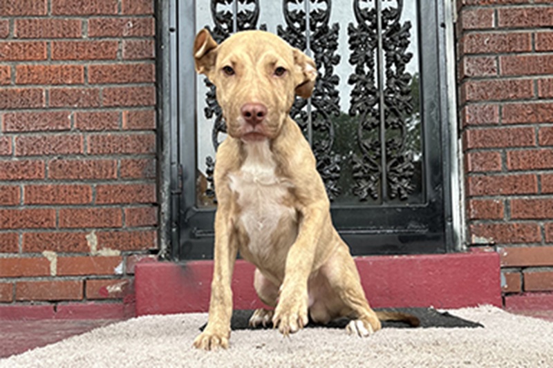 Il cucciolo Brady, quattro mesi, si rifugia su una veranda negli Stati Uniti e viene salvato da Donna Lochmann dello Stray Rescue di St. Louis.