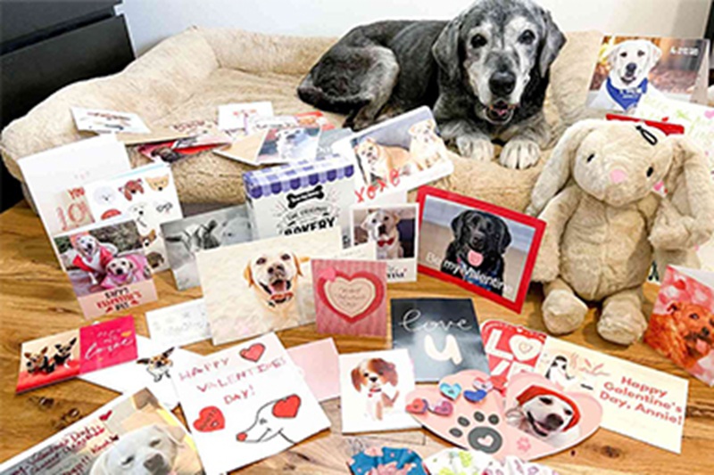 La storia di Annie, femmina di Labrador di 19 anni affidata a un rifugio di Dallas, commuove il web: oggi vive amata da Lauren Siler e Lisa Flores, che hanno deciso di accompagnarla fino alla fine.