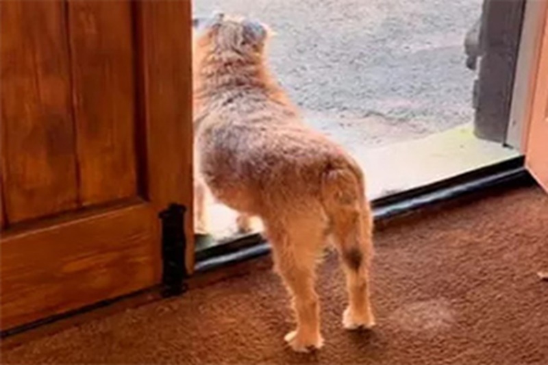 Dopo la morte della proprietaria, ha attraversato adozioni fallite. Oggi vive con un uomo, ma continua ad aspettare in silenzio chi non tornerà più.