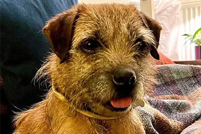 La Border Terrier scomparsa nel 2011 è stata ritrovata dopo anni di sfruttamento e sofferenza, tornando finalmente tra le braccia della proprietaria Liz Eldridge.