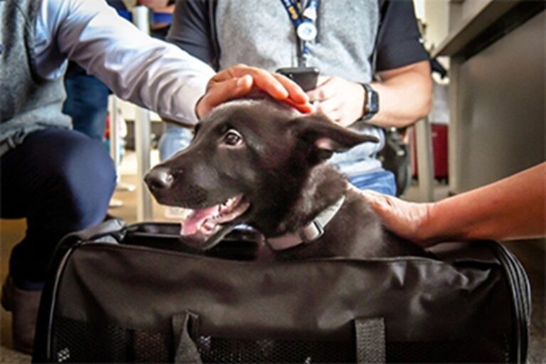 Abbandonato in aeroporto, Polaris ritrova l’amore: un pilota lo adotta per sempre C’è un istante, nei corridoi silenziosi di un aeroporto, in cui una vita può cambiare per sempre. Per Polaris, cucciolo tutto nero arrivato dalla California, quel momento è stato l’abbandono. Il suo proprietario ha deciso di proseguire il viaggio verso una destinazione internazionale senza di lui, lasciandolo indietro, spaesato, tra valigie e annunci di volo. Era settembre. E per il cagnolino, allora, il mondo sembrava essersi fermato. Un piccolo cuore smarrito tra i gate Secondo quanto riportato dai media americani, Polaris è stato trovato da alcuni dipendenti dell’aeroporto di San Francisco, che non hanno esitato un attimo. “L’intero team della United si è occupato di lui 24 ore su 24, 7 giorni su 7 – ha raccontato Vincent Passafiume, responsabile del servizio clienti della compagnia – finché non siamo riusciti a ottenere il permesso per tenerlo al sicuro negli Stati Uniti”. In quelle ore difficili, Polaris ha trovato braccia pronte a confortarlo, mani che lo accarezzavano e voci gentili a ricordargli che non era solo. Il lieto fine arriva… con le ali E poi, proprio quando le luci di Natale cominciavano ad accendersi, è arrivato il miracolo. Il capitano della United Airlines, William Dale, insieme alla sua famiglia, si è presentato per incontrare il cucciolo. È bastato un attimo: Polaris ha scodinzolato, lui ha sorriso. Il resto è venuto da sé. La famiglia Dale ha deciso di adottarlo, regalando al cagnolino la casa che aveva sempre meritato e un futuro pieno di amore. Un dono doppio, nel periodo più magico dell’anno Come ulteriore gesto di gratitudine verso chi si impegna ogni giorno a proteggere gli animali più fragili, la compagnia aerea ha effettuato una generosa donazione alla SPCA di San Francisco, l’associazione che offre cure e riparo ai quattro zampe in difficoltà. Polaris, intanto, ha iniziato una nuova vita: niente più corridoi freddi e addii improvvisi, ma una famiglia pronta a portarlo davvero… ovunque.