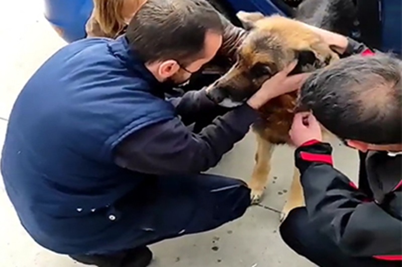 Il Pastore Tedesco Dico, scomparso dal 2015, è stato ritrovato a Granada da Pepa Tenorio, ma il suo proprietario è morto senza riuscire a riabbracciarlo.