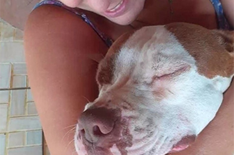 Il cucciolo Pulma, tre mesi, cade in piscina a Jardinópolis ed è salvato dal Pit Bull Athena, che interviene dopo la fuga degli altri cani.