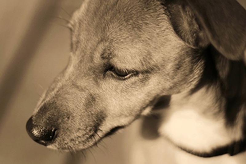 Una donna di Fabbriche di Vergemoli è stata trovata viva ma incosciente nella sua casa isolata, con il cane accanto che la proteggeva senza mai lasciarla sola.