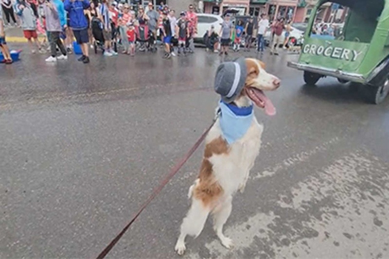 Il cane Dexter, Breton Spaniel di 7 anni originario di Ouray in Colorado, ha imparato a camminare eretto dopo un grave incidente, diventando simbolo di resilienza.