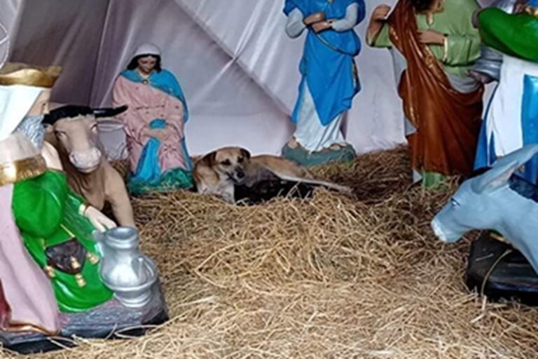 A Palenque una cagnolina randagia ha dato alla luce una cucciolata nel presepe cittadino, spingendo residenti e volontari a mobilitarsi per aiutarla e proteggerla.