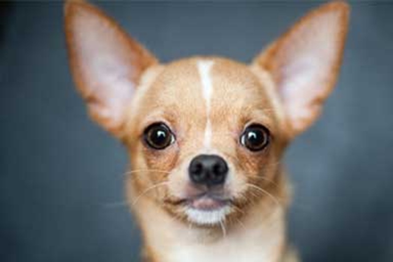 Durante una violenta lite familiare a Chicago, un ex avvocato ha gettato due cani dal secondo piano. Uno è morto, l’altro è fuggito. Arrestato per crudeltà aggravata.