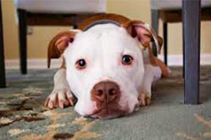 Un uomo senza più un’abitazione ha affidato la sua cagna a un’associazione animalista, lasciando un messaggio in cui chiede aiuto per salvarle la vita.