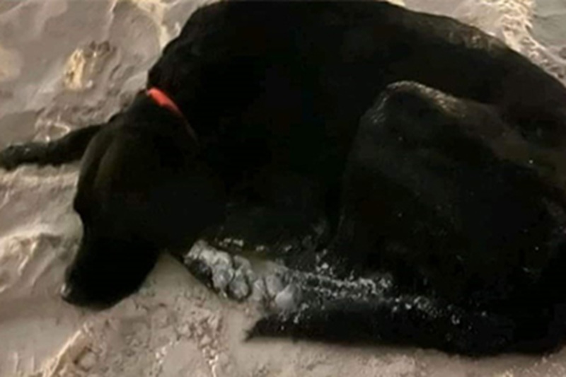 A Playa Martina, in Messico, un cane ha atteso per ore sulla sabbia il suo proprietario, annegato dopo essere stato trascinato al largo dalle onde.