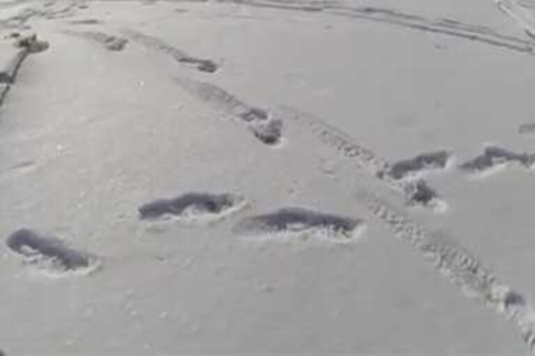 Negli Stati Uniti, un uomo di 33 anni rischia la vita nel Lago Michigan per salvare il cucciolo Pika. Il salvataggio, ripreso dalla body cam, fa il giro del web.