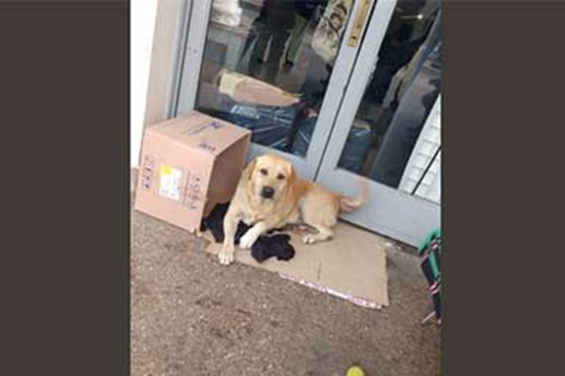 A San Salvador de Jujuy, un Labrador di sei anni resta davanti all’ospedale dove il suo proprietario è morto, aspettandolo giorno dopo giorno senza allontanarsi.