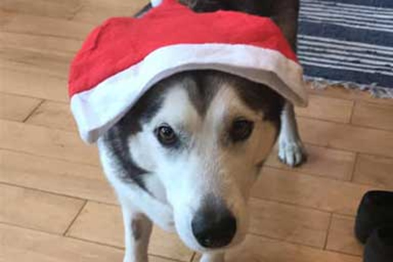 A Dublino, una proprietaria rientra da un viaggio e scopre che la sua cagnolina è morta in una pensione per animali, riconsegnata in condizioni che hanno scosso l’opinione pubblica.