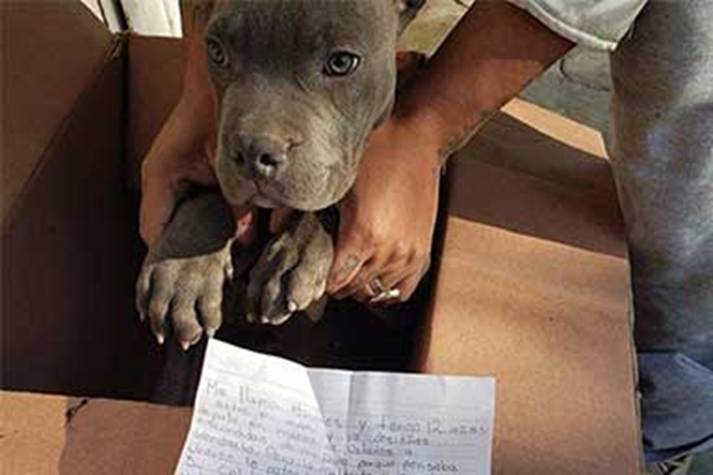 Un dodicenne affida il suo cane a un rifugio per salvarlo dai maltrattamenti del padre, lasciando una lettera e un pupazzo che hanno emozionato migliaia di persone.