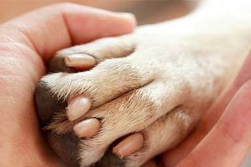 L’ex veterano dell’Air Force Daniel Hove e il suo Labrador Gunner sono morti a un’ora di distanza. Una storia di amore assoluto che commuove il mondo.