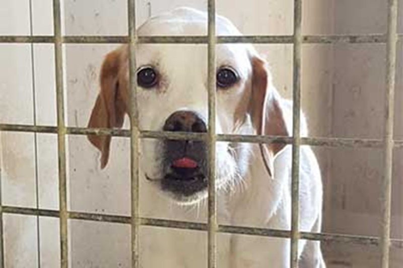 Adottata e restituita come un pacco per un tumore, Wanda ha finalmente una famiglia: una donna di Roma ha scelto di darle amore e cure quando nessuno ci sperava più.